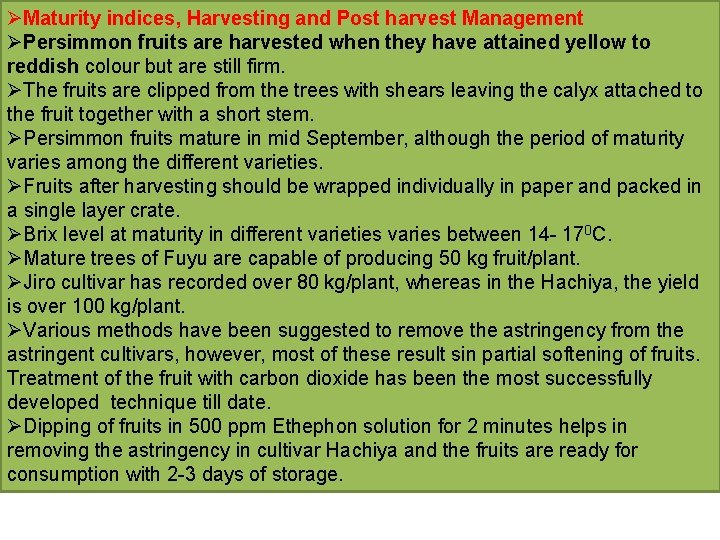 ØMaturity indices, Harvesting and Post harvest Management ØPersimmon fruits are harvested when they have