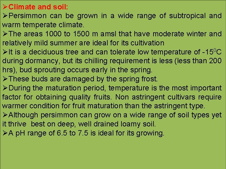 ØClimate and soil: ØPersimmon can be grown in a wide range of subtropical and