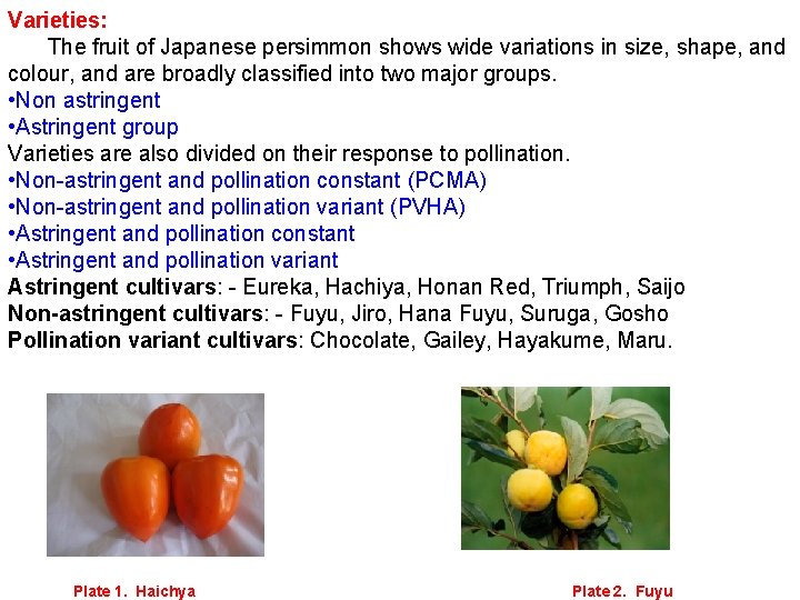Varieties: The fruit of Japanese persimmon shows wide variations in size, shape, and colour,
