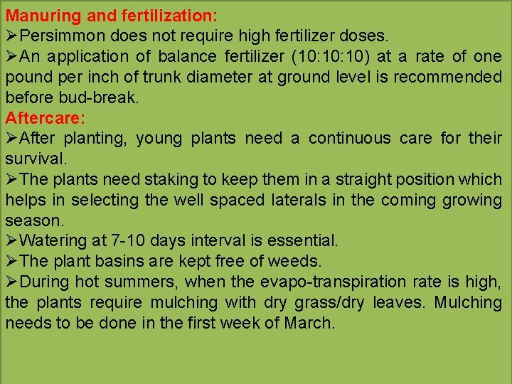 Manuring and fertilization: ØPersimmon does not require high fertilizer doses. ØAn application of balance