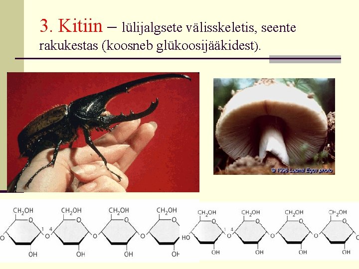 3. Kitiin – lülijalgsete välisskeletis, seente rakukestas (koosneb glükoosijääkidest). 