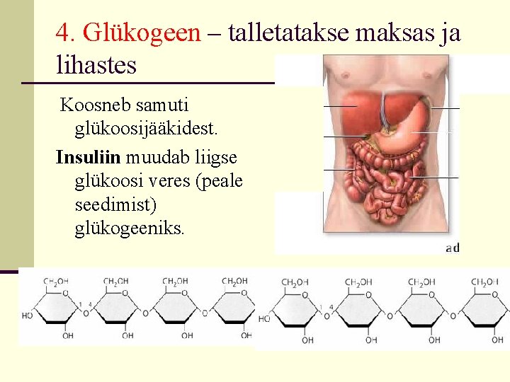 4. Glükogeen – talletatakse maksas ja lihastes Koosneb samuti glükoosijääkidest. Insuliin muudab liigse glükoosi