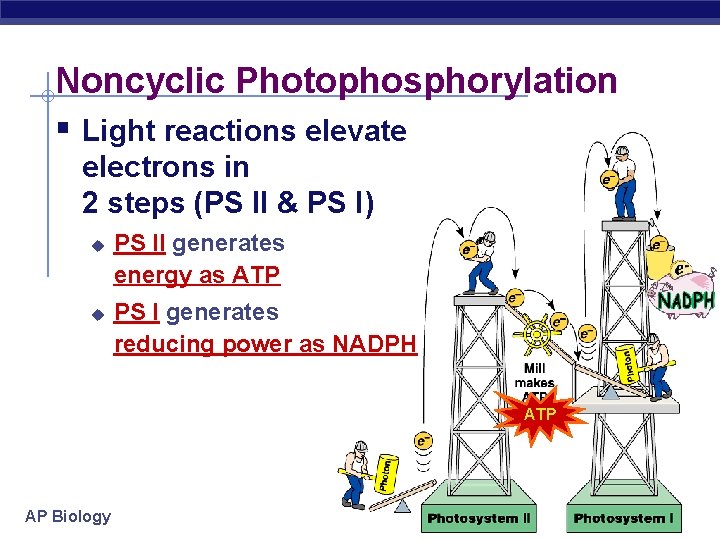 Noncyclic Photophosphorylation § Light reactions elevate electrons in 2 steps (PS II & PS