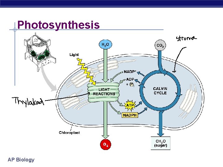 Photosynthesis AP Biology 