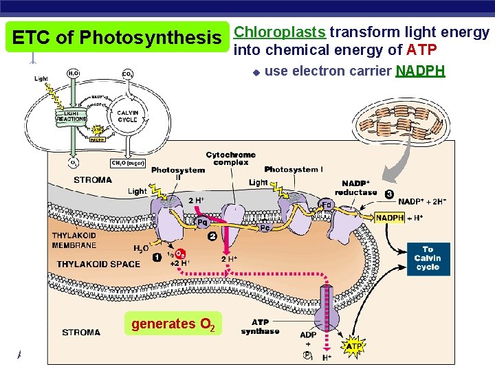 ETC of Photosynthesis Chloroplasts transform light energy into chemical energy of ATP u generates