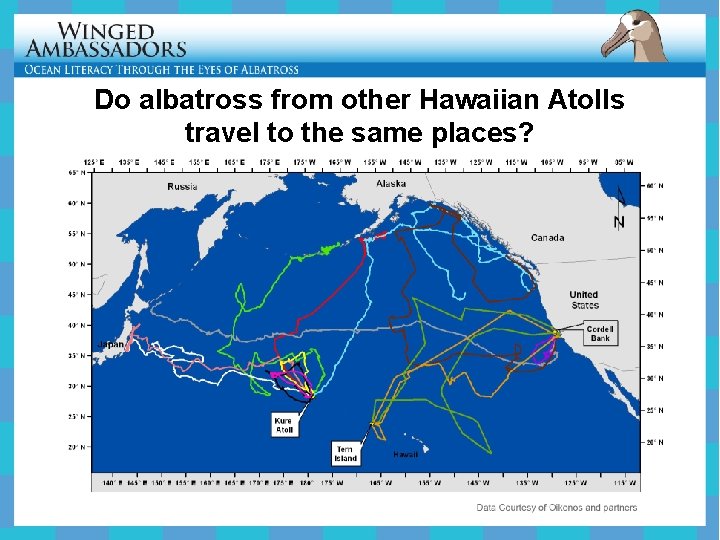 Do albatross from other Hawaiian Atolls travel to the same places? 