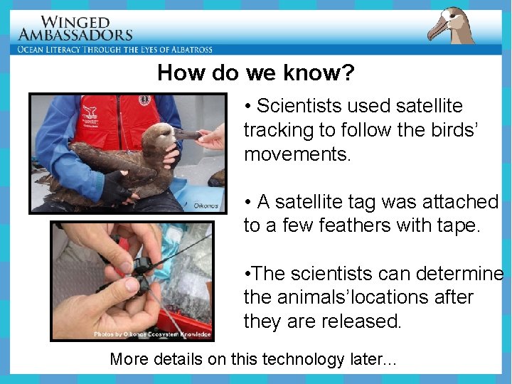 How do we know? • Scientists used satellite tracking to follow the birds’ movements.