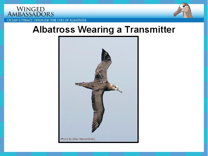 Albatross Wearing a Transmitter 