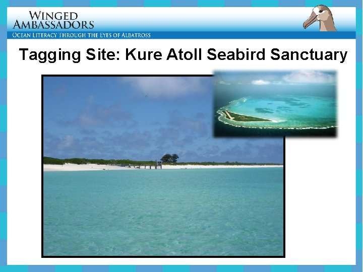 Tagging Site: Kure Atoll Seabird Sanctuary 