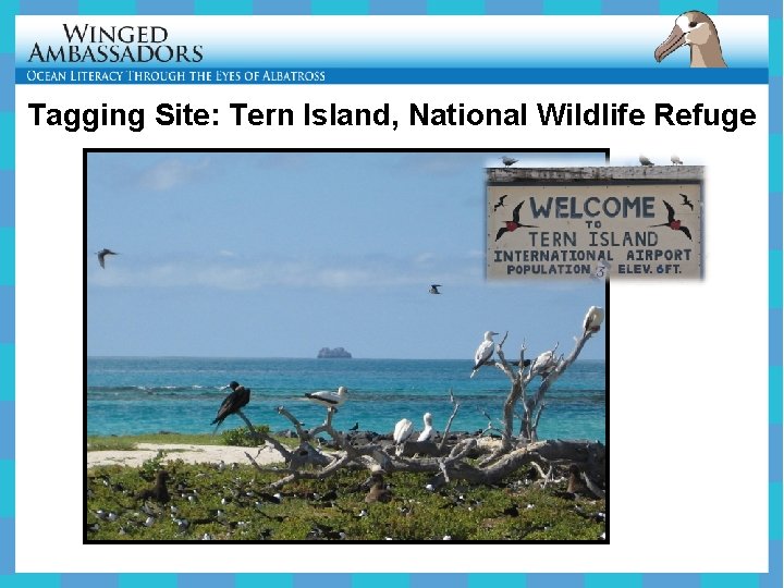 Tagging Site: Tern Island, National Wildlife Refuge 