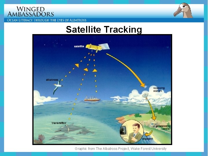 Satellite Tracking Graphic from The Albatross Project, Wake Forest University 