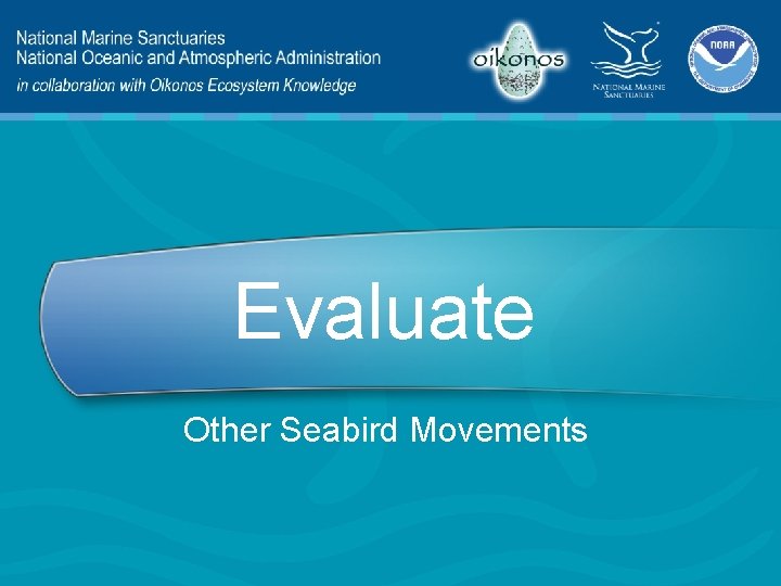 Evaluate Other Seabird Movements 