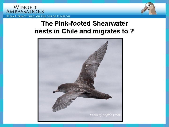 The Pink-footed Shearwater nests in Chile and migrates to ? 