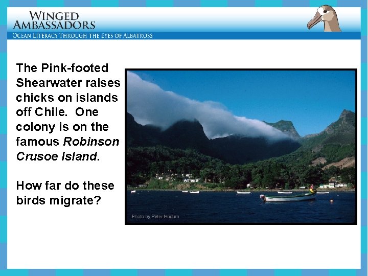 The Pink-footed Shearwater raises chicks on islands off Chile. One colony is on the