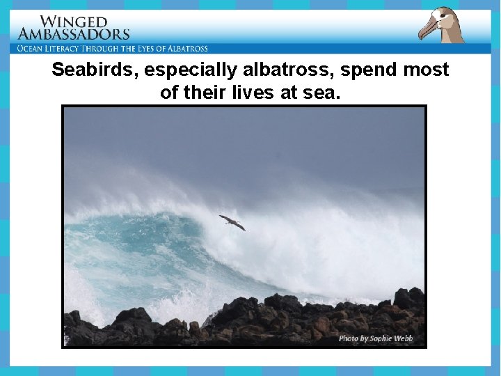 Seabirds, especially albatross, spend most of their lives at sea. 