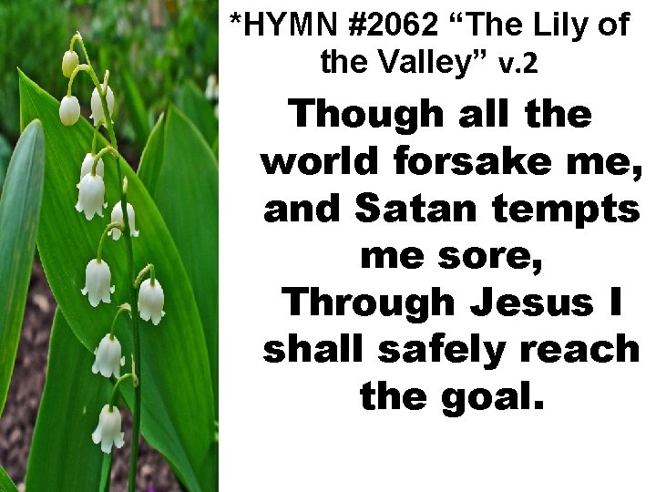 *HYMN #2062 “The Lily of the Valley” v. 2 Though all the world forsake