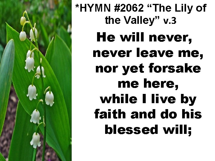 *HYMN #2062 “The Lily of the Valley” v. 3 He will never, never leave