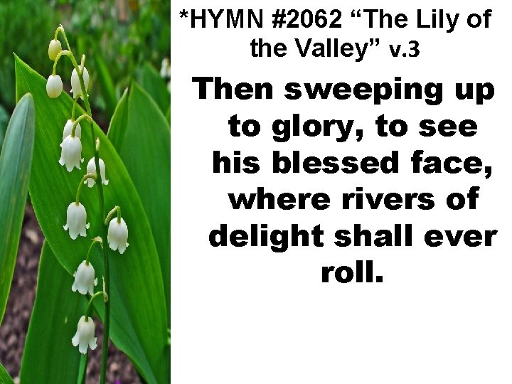 *HYMN #2062 “The Lily of the Valley” v. 3 Then sweeping up to glory,