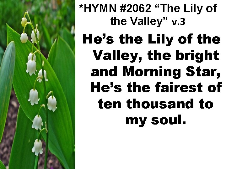 *HYMN #2062 “The Lily of the Valley” v. 3 He’s the Lily of the