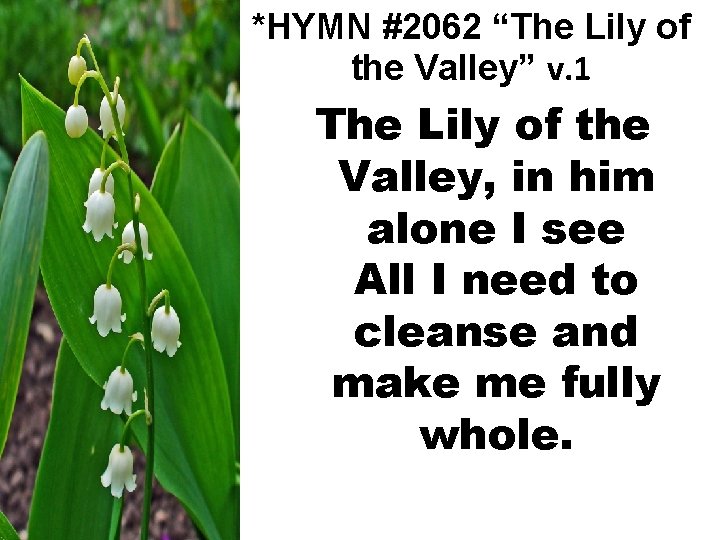 *HYMN #2062 “The Lily of the Valley” v. 1 The Lily of the Valley,
