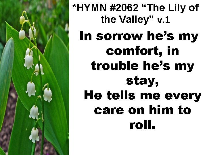 *HYMN #2062 “The Lily of the Valley” v. 1 In sorrow he’s my comfort,