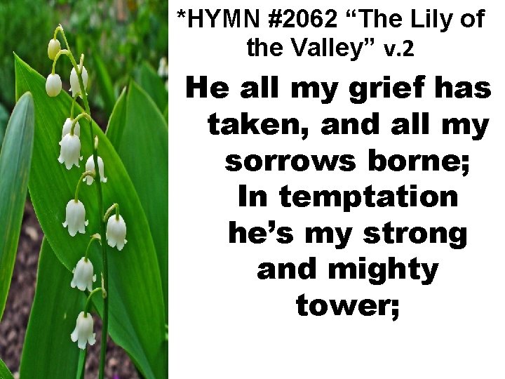 *HYMN #2062 “The Lily of the Valley” v. 2 He all my grief has