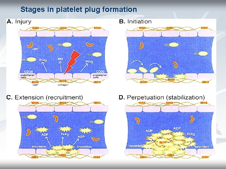 Stages in platelet plug formation 