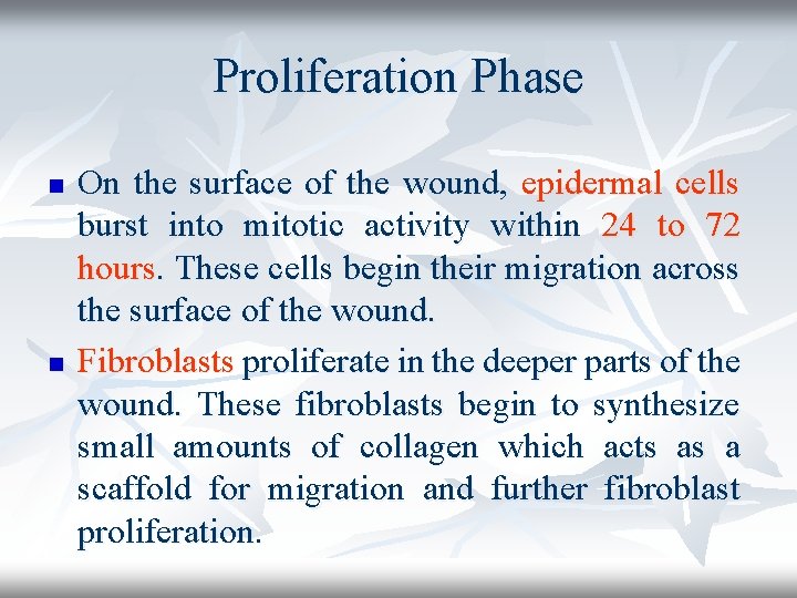 Proliferation Phase n n On the surface of the wound, epidermal cells burst into