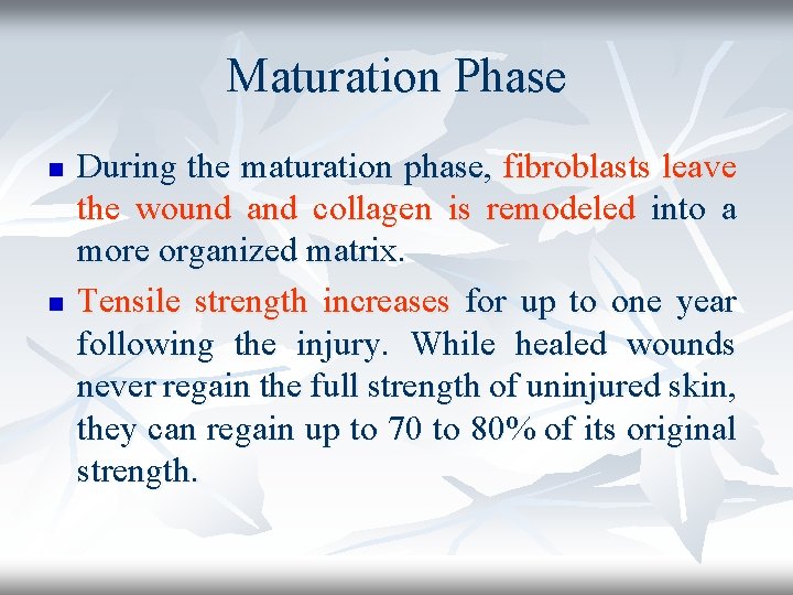 Maturation Phase n n During the maturation phase, fibroblasts leave the wound and collagen