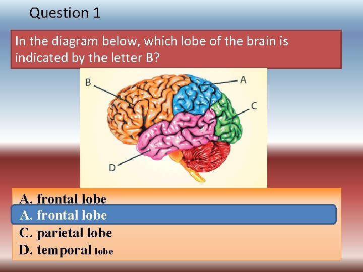 Question 1 In the diagram below, which lobe of the brain is indicated by
