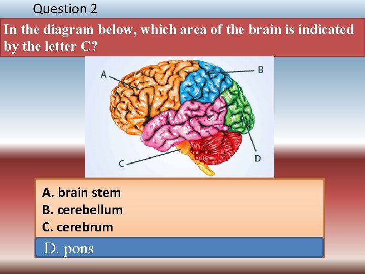 Question 2 In the diagram below, which area of the brain is indicated by