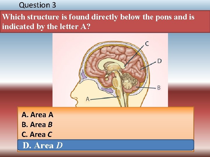Question 3 Which structure is found directly below the pons and is indicated by