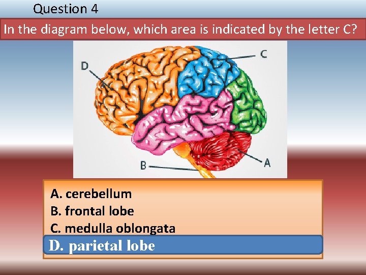 Question 4 In the diagram below, which area is indicated by the letter C?