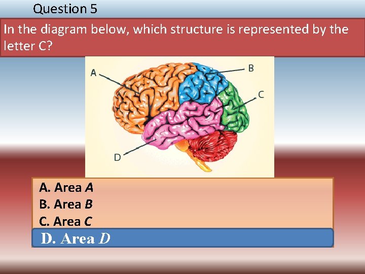 Question 5 In the diagram below, which structure is represented by the letter C?