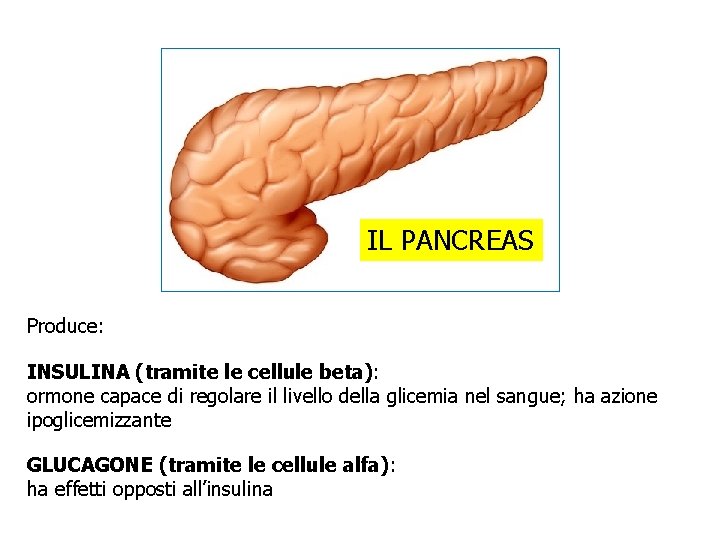 IL PANCREAS Produce: INSULINA (tramite le cellule beta): ormone capace di regolare il livello