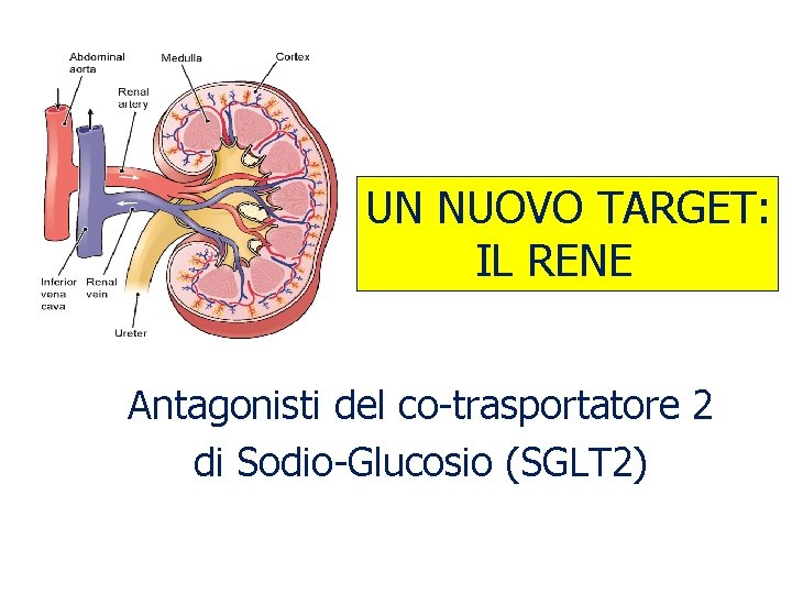 UN NUOVO TARGET: IL RENE Antagonisti del co-trasportatore 2 di Sodio-Glucosio (SGLT 2) 