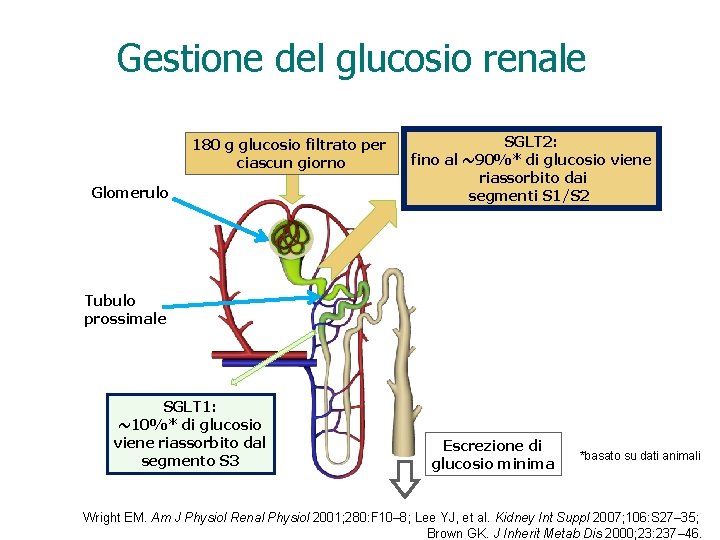 Gestione del glucosio renale 180 g glucosio filtrato per ciascun giorno Glomerulo SGLT 2: