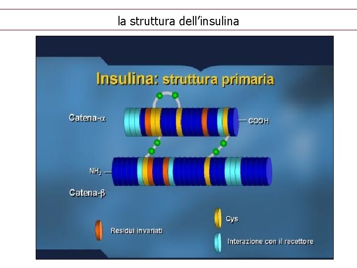 la struttura dell’insulina 