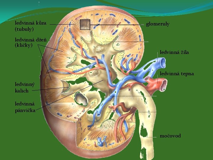 ledvinná kůra (tubuly) glomeruly ledvinná dřeň (kličky) ledvinná žíla ledvinná tepna ledvinný kalich ledvinná