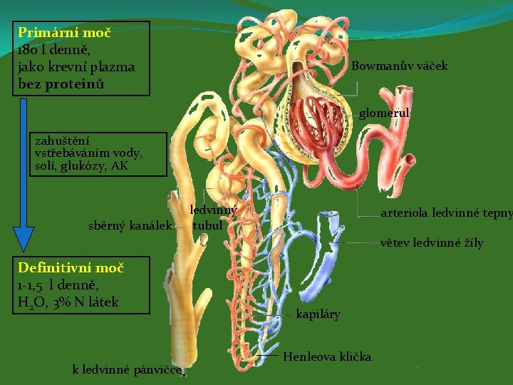 Primární moč 180 l denně, jako krevní plazma bez proteinů Bowmanův váček glomerul zahuštění