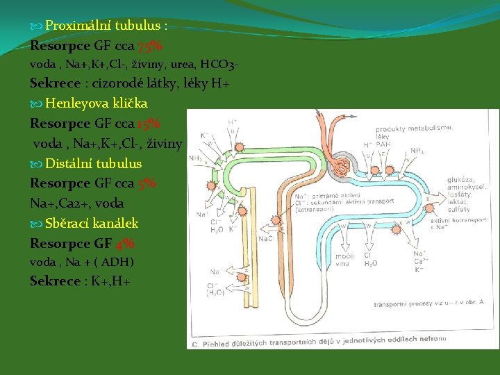  Proximální tubulus : Resorpce GF cca 75% voda , Na+, K+, Cl-, živiny,