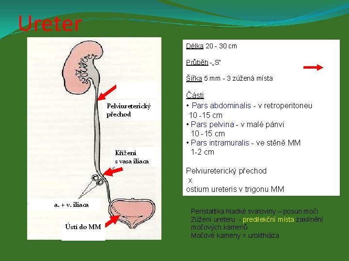 Ureter Délka 20 - 30 cm Průběh -„S“ Šířka 5 mm - 3 zúžená