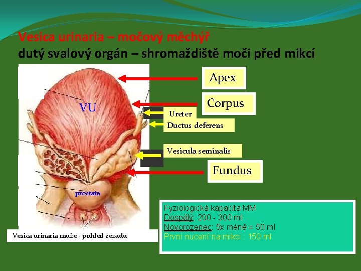 Vesica urinaria – močový měchýř dutý svalový orgán – shromaždiště moči před mikcí Apex
