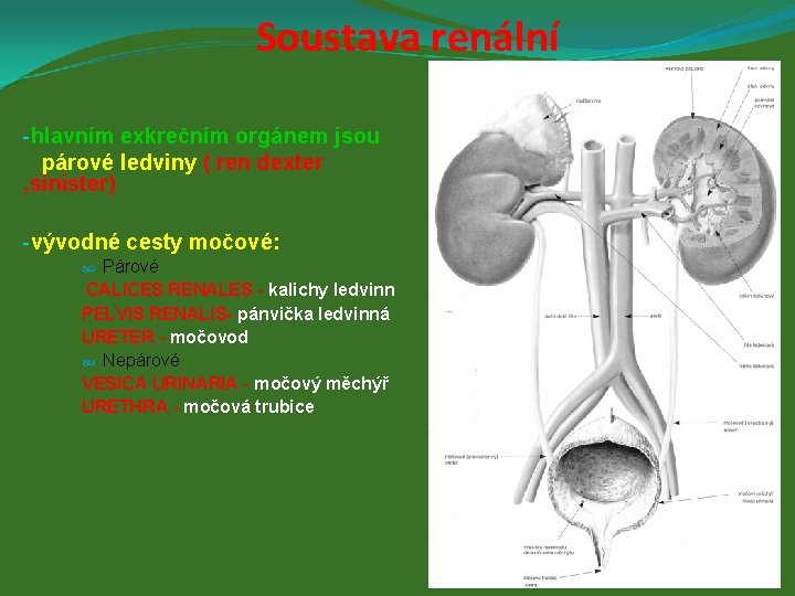 Soustava renální -hlavním exkrečním orgánem jsou párové ledviny ( ren dexter , sinister) -vývodné