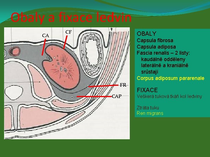 Obaly a fixace ledvin CA CF OBALY Capsula fibrosa Capsula adiposa Fascia renalis –