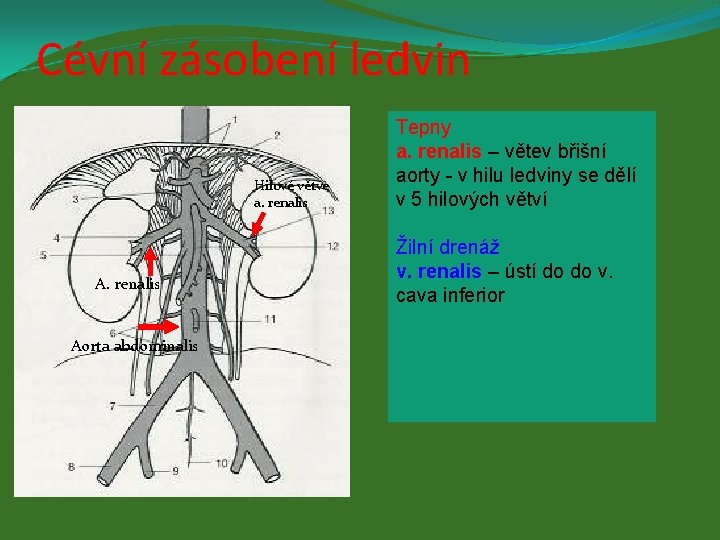 Cévní zásobení ledvin Hilové větve a. renalis Aorta abdominalis Tepny a. renalis – větev