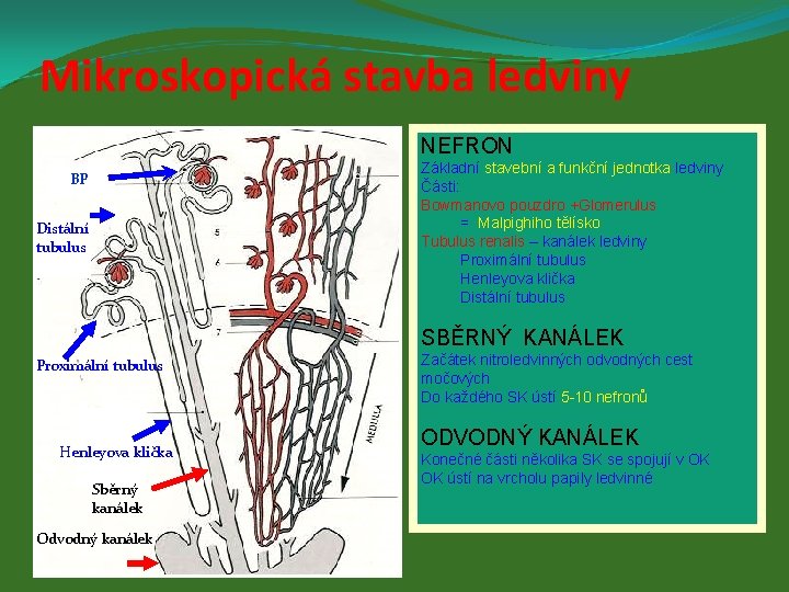Mikroskopická stavba ledviny NEFRON Základní stavební a funkční jednotka ledviny Části: Bowmanovo pouzdro +Glomerulus