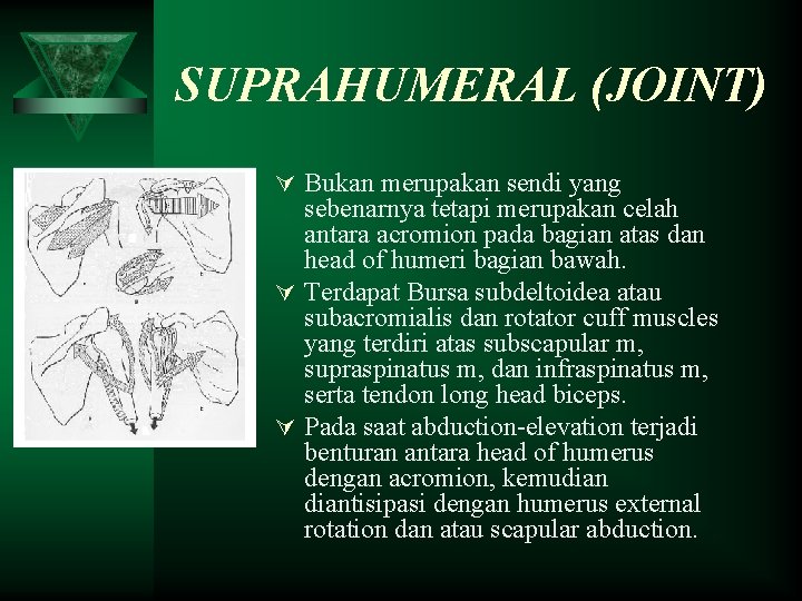 SUPRAHUMERAL (JOINT) Ú Bukan merupakan sendi yang sebenarnya tetapi merupakan celah antara acromion pada