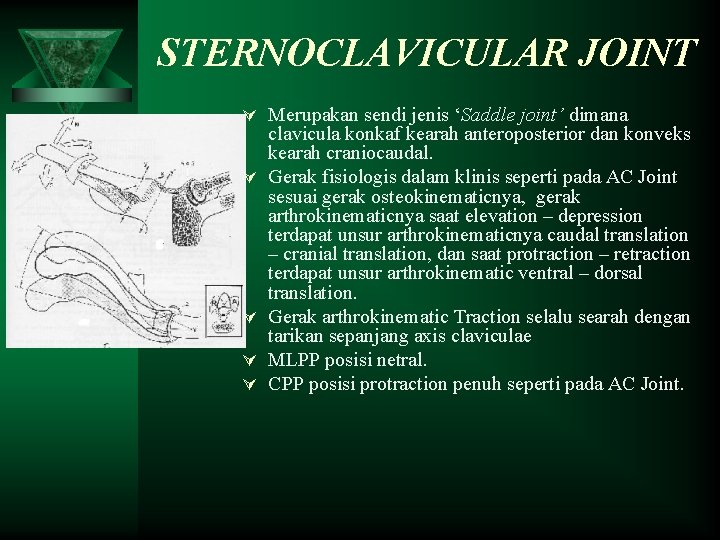 STERNOCLAVICULAR JOINT Ú Merupakan sendi jenis ‘Saddle joint’ dimana Ú Ú clavicula konkaf kearah