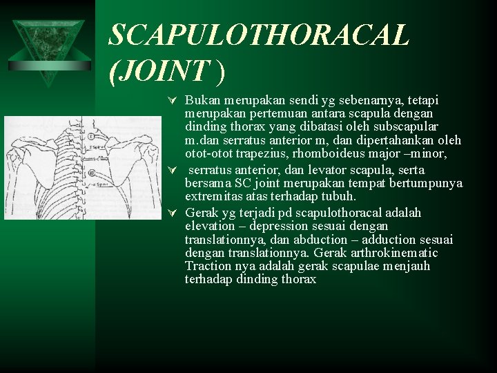 SCAPULOTHORACAL (JOINT ) Ú Bukan merupakan sendi yg sebenarnya, tetapi merupakan pertemuan antara scapula